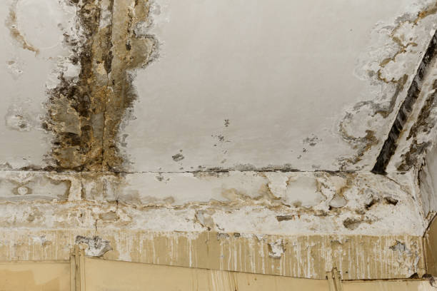 Best Basement Mold Removal  in St Albans, VT